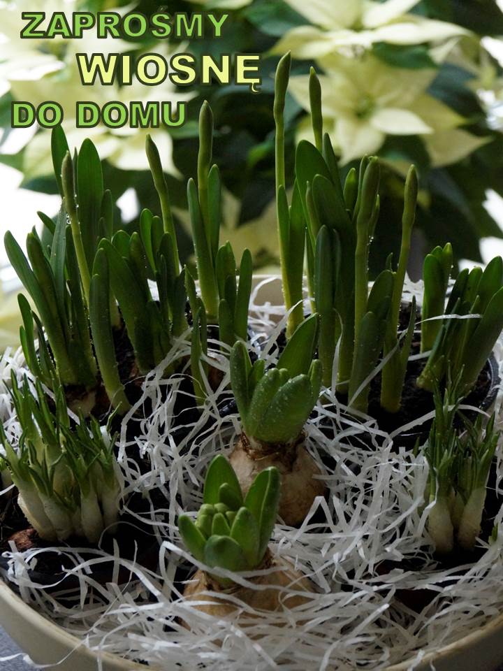 WIOSNA W DOMU ? CZEMU NIE&nbsp;!!!