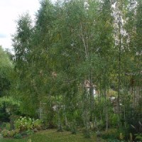 POCZATEK JESIENI JESIENI W NASZYM&nbsp;OGRODZIE