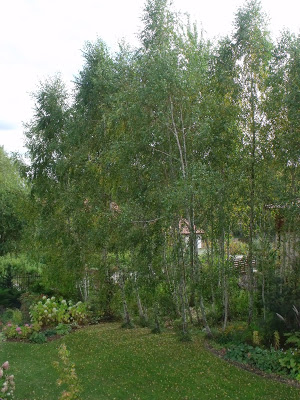 POCZATEK JESIENI JESIENI W NASZYM OGRODZIE