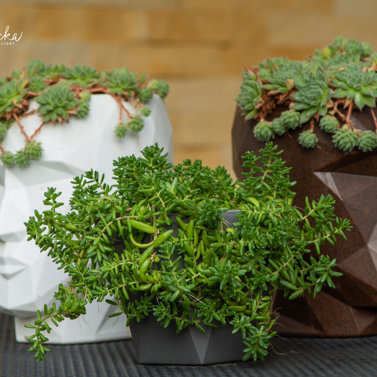 SPOSÓB NA CAŁOROCZNE&nbsp;DONICE