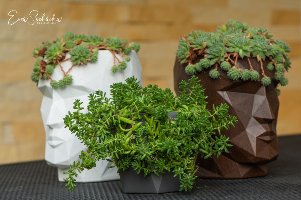 SPOSÓB NA CAŁOROCZNE DONICE