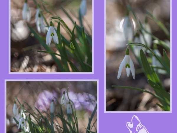 NOWE WIOSENNE KOLAZE