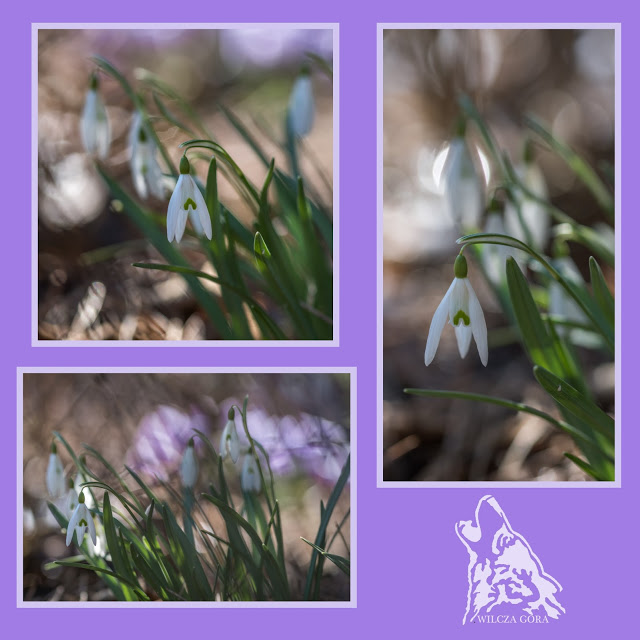 NOWE WIOSENNE KOLAZE
