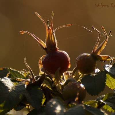 ROSA RUGOSA – OWOCE – PART&nbsp;II