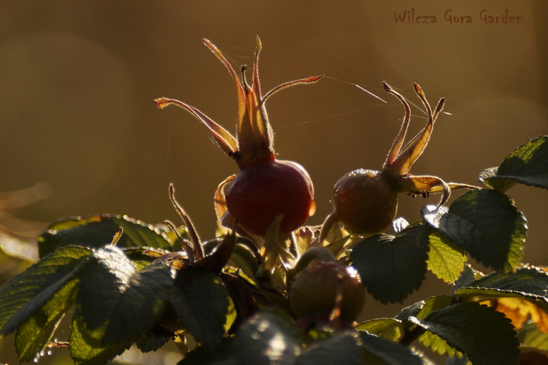 ROSA RUGOSA – OWOCE – PART II