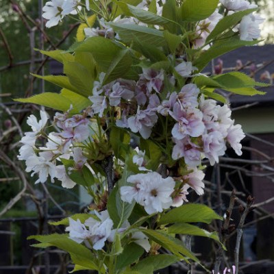 BARDZO SZCZUPŁA NA&nbsp;WIOSNĘ