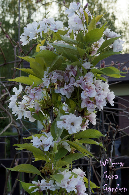 BARDZO SZCZUPŁA NA WIOSNĘ