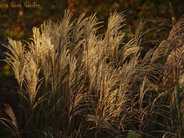 PART IV – AUTUMN IS THE HOUSE OF&nbsp;GOLD