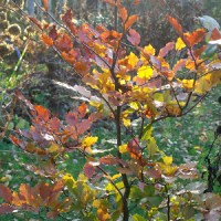 BUK POSPOLITY (Fagus sylvatica) „Atropunicea”