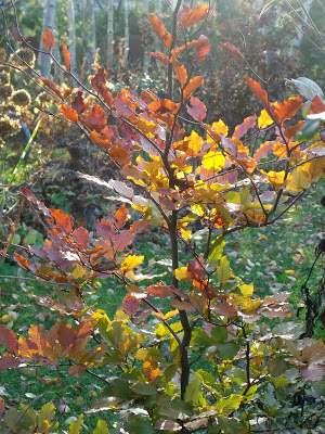 BUK POSPOLITY (Fagus sylvatica) „Atropunicea”