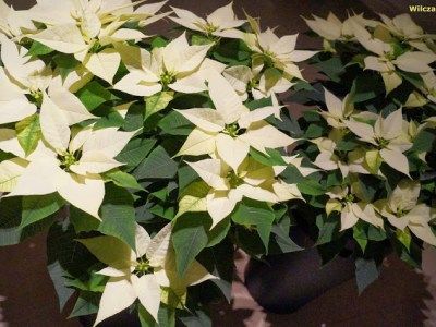 POINSECJA – GWIAZDA&nbsp;BETLEJEMSKA