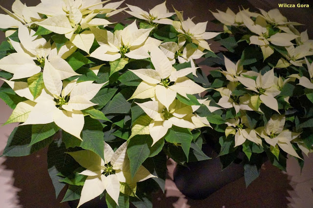 POINSECJA – GWIAZDA&nbsp;BETLEJEMSKA