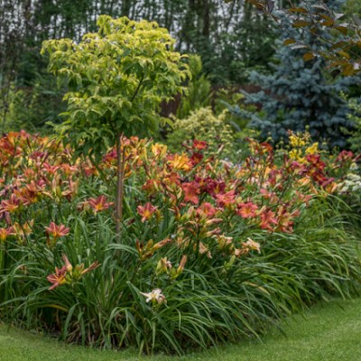 PARADA LILIOWCÓW ( Hemerocallis,&nbsp;Daylilies)