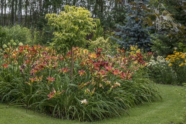 PARADA LILIOWCÓW ( Hemerocallis, Daylilies)