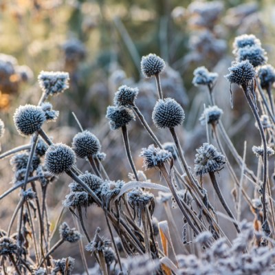 WOSNA JUŻ W PODRÓŻY, A W OGRODZIE ZNÓW PRZYMROZIŁO…