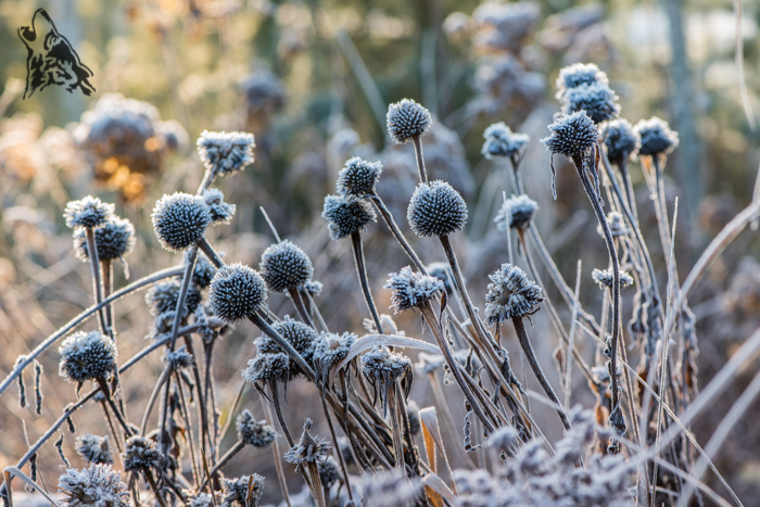 WOSNA JUŻ W PODRÓŻY, A W OGRODZIE ZNÓW PRZYMROZIŁO…