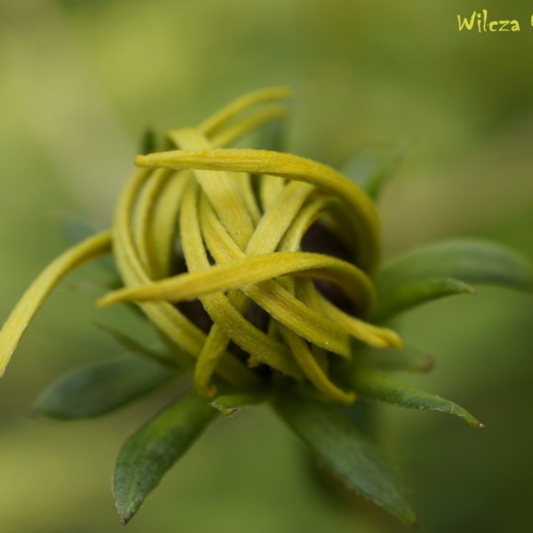 ODKRYJ JEJ PIĘKNO – RUDBEKIA&nbsp;BŁYSKOTLIWA