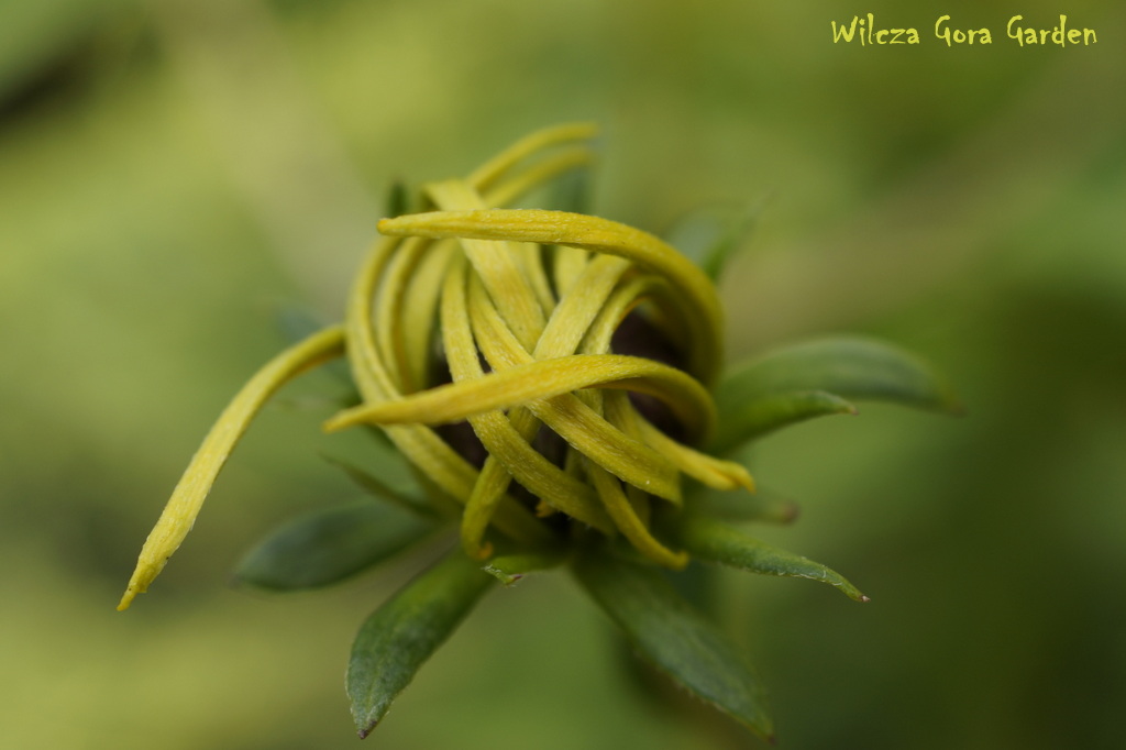 ODKRYJ JEJ PIĘKNO – RUDBEKIA BŁYSKOTLIWA
