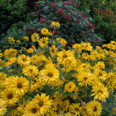 MOJE UKOCHANE SŁONECZKA