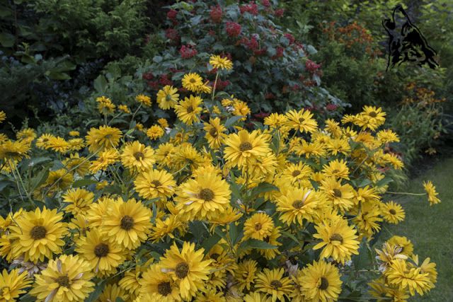 MOJE UKOCHANE SŁONECZKA