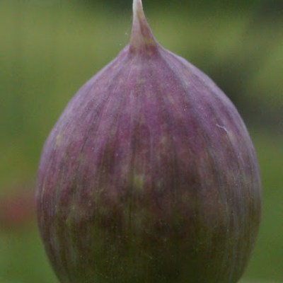 CZOSNKI, CZOSNKI, CZOSNKI….