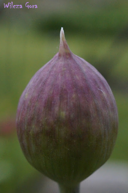 CZOSNKI, CZOSNKI, CZOSNKI….