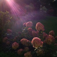 PROMIENIE SŁOŃCA W ROLI&nbsp;GŁÓWNEJ…