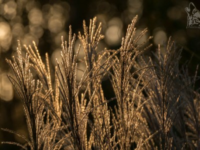 KOCHAMY BRAZ / LOVING BROWN PART&nbsp;II