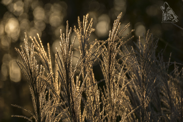 KOCHAMY BRAZ / LOVING BROWN PART&nbsp;II