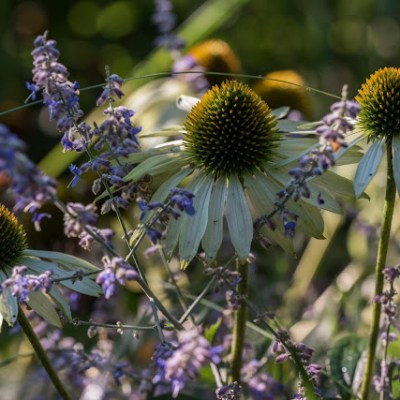 Echinacea „Avalanche” – moje białe księżniczki&nbsp;…