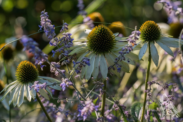 Echinacea „Avalanche” – moje białe księżniczki …