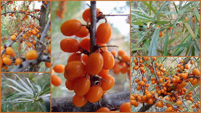 NASZA ZIMOWA STOŁÓWKA DLA BRACI&nbsp;MNIEJSZYCH