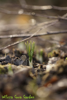 ZAPALIŁA SIĘ ZIELONA LAMPKA