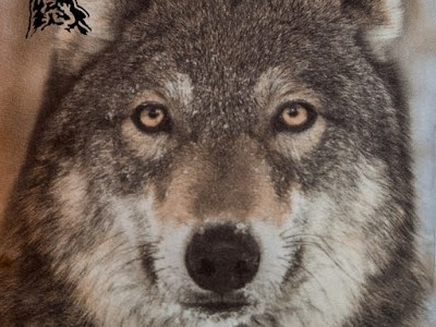 WILCZY SKOK W NOWY&nbsp;ROK