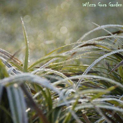 Carex morrowii ‚Ice Dance’ – nomen&nbsp;omen