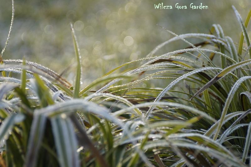 Carex morrowii ‚Ice Dance’ – nomen&nbsp;omen