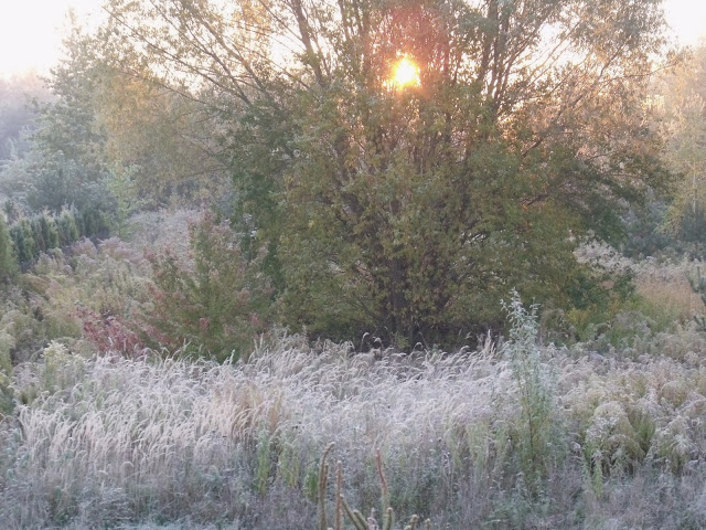 PIERWSZY MROŹNY PORANEK TEJ JESIENI…