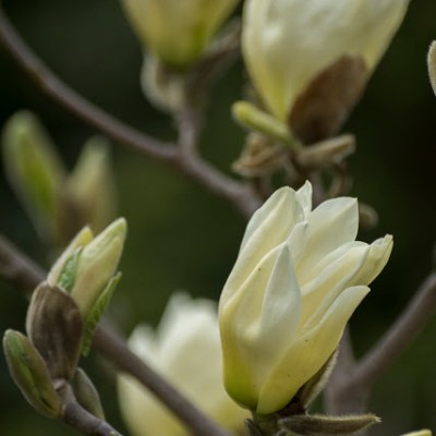 ŻÓŁTE WIOSENNE CUDA – MAGNOLIA „ELIZABETH”