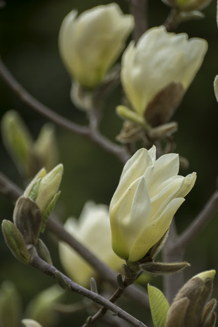 ŻÓŁTE WIOSENNE CUDA – MAGNOLIA „ELIZABETH”