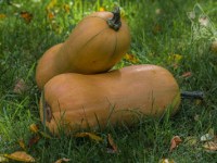 TAJSKA ZUPA-KREM Z DYNI Z MLEKIEM&nbsp;KOKOSOWYM