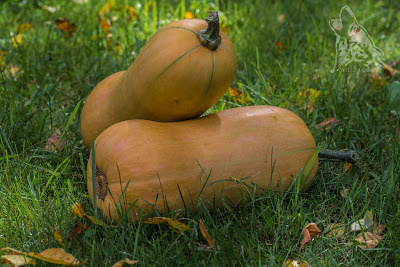 TAJSKA ZUPA-KREM Z DYNI Z MLEKIEM&nbsp;KOKOSOWYM