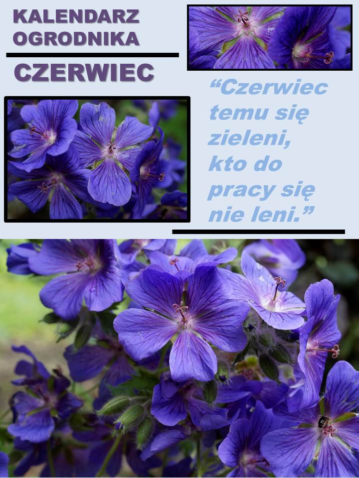 KALENDARZ OGRODNIKA –&nbsp;CZERWIEC