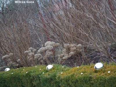 SWIATECZNY OGROD – ZLOTE KULE I&nbsp;KULECZKI…