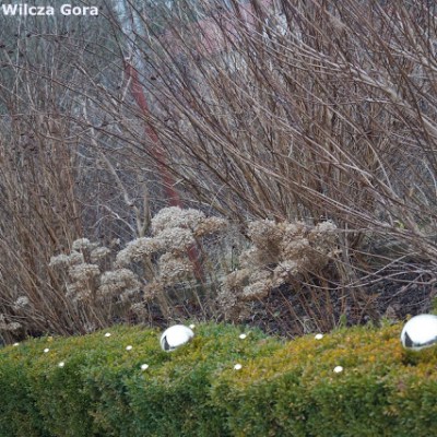 SWIATECZNY OGROD – ZLOTE KULE I&nbsp;KULECZKI…