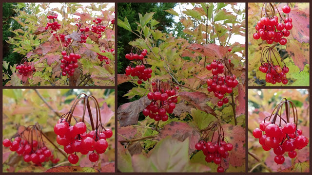 KALINA KORALOWA „COMPACTUM”