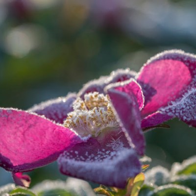 SZYKUJEMY RÓŻE DO ZIMY – 8 NAJWAŻNIEJSZYCH&nbsp;ZASAD