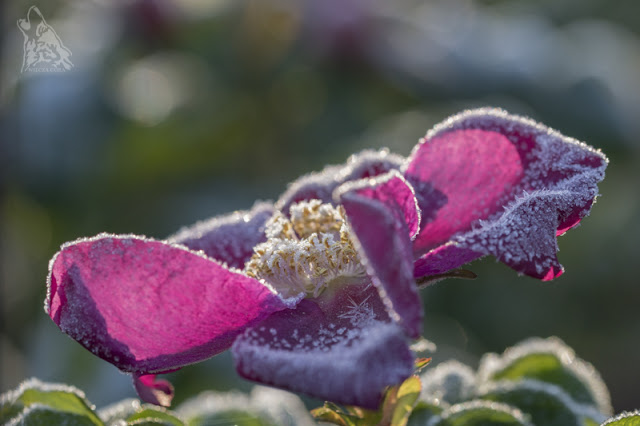 SZYKUJEMY RÓŻE DO ZIMY – 8 NAJWAŻNIEJSZYCH&nbsp;ZASAD