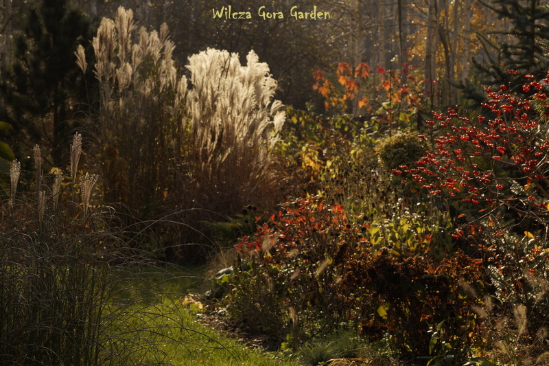 JESIENNY SPACER PO&nbsp;OGRODZIE