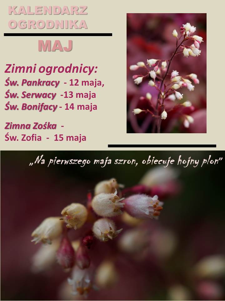 KALENDARZ OGRODNIKA –&nbsp;MAJ