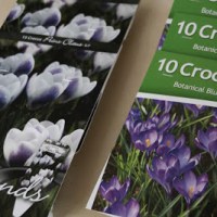 DROBNE CEBULOWE ZAKUPY